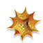 Mathematica-symbol